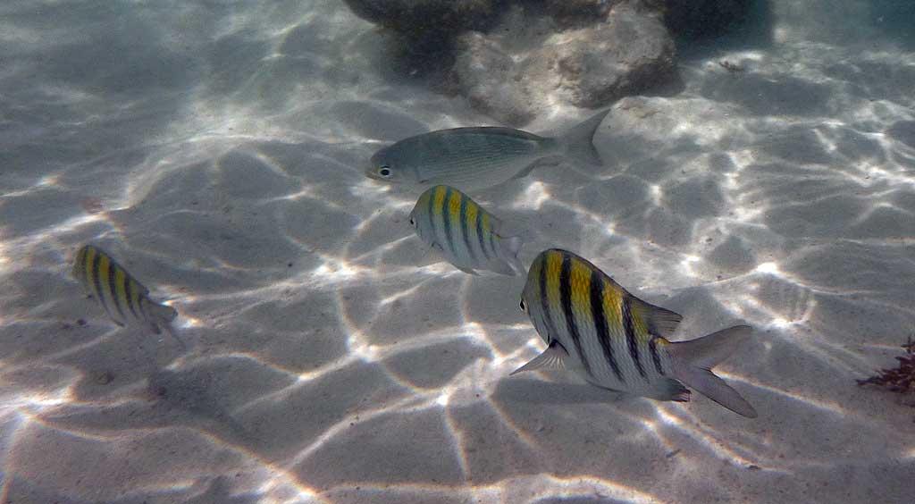 Tropical fish, Gran Bahia Principe Akumal beach 53