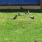 Female iguanas wait for the victorius male 17.JPG