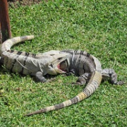 Male iguanas fighting on the lawns 16.JPG