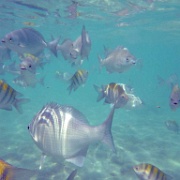 Tropical fish, Gran Bahia Principe Akumal beach 49.JPG
