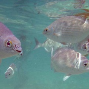 Tropical fish, Gran Bahia Principe Akumal beach 51.JPG