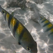Tropical fish, Gran Bahia Principe Akumal beach 52.JPG