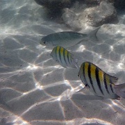 Tropical fish, Gran Bahia Principe Akumal beach 53.JPG