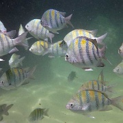 Tropical fish, Xel-Ha, Riviera Maya 06.JPG