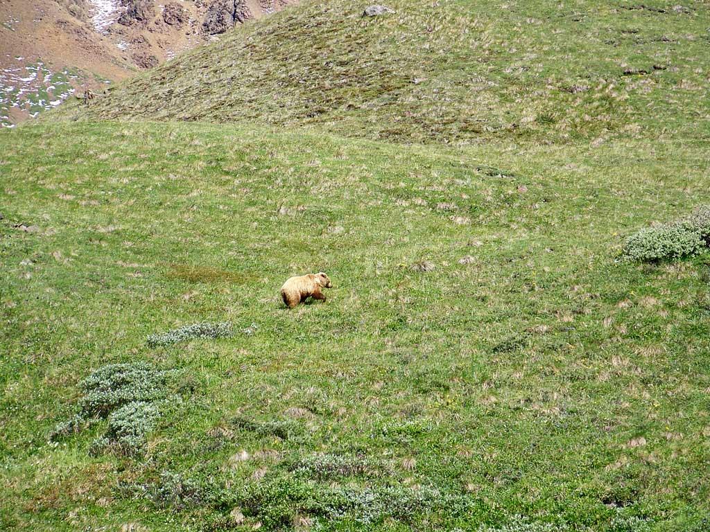 Grizzly, Denali National Park 2