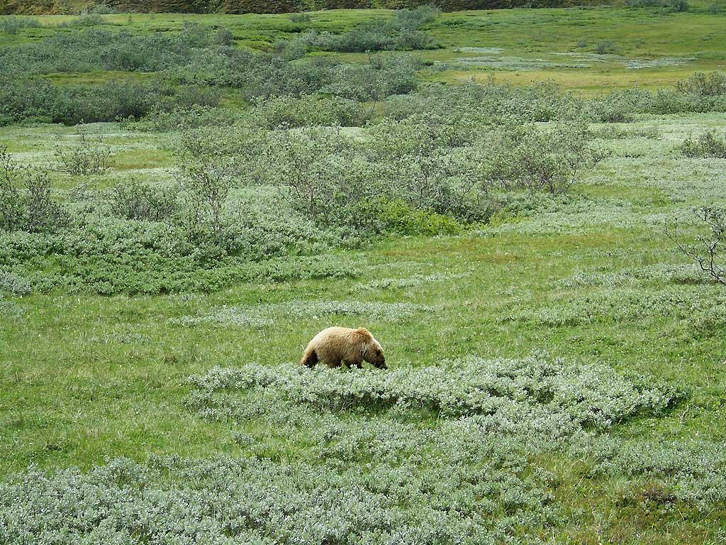 Grizzly, Denali National Park 3