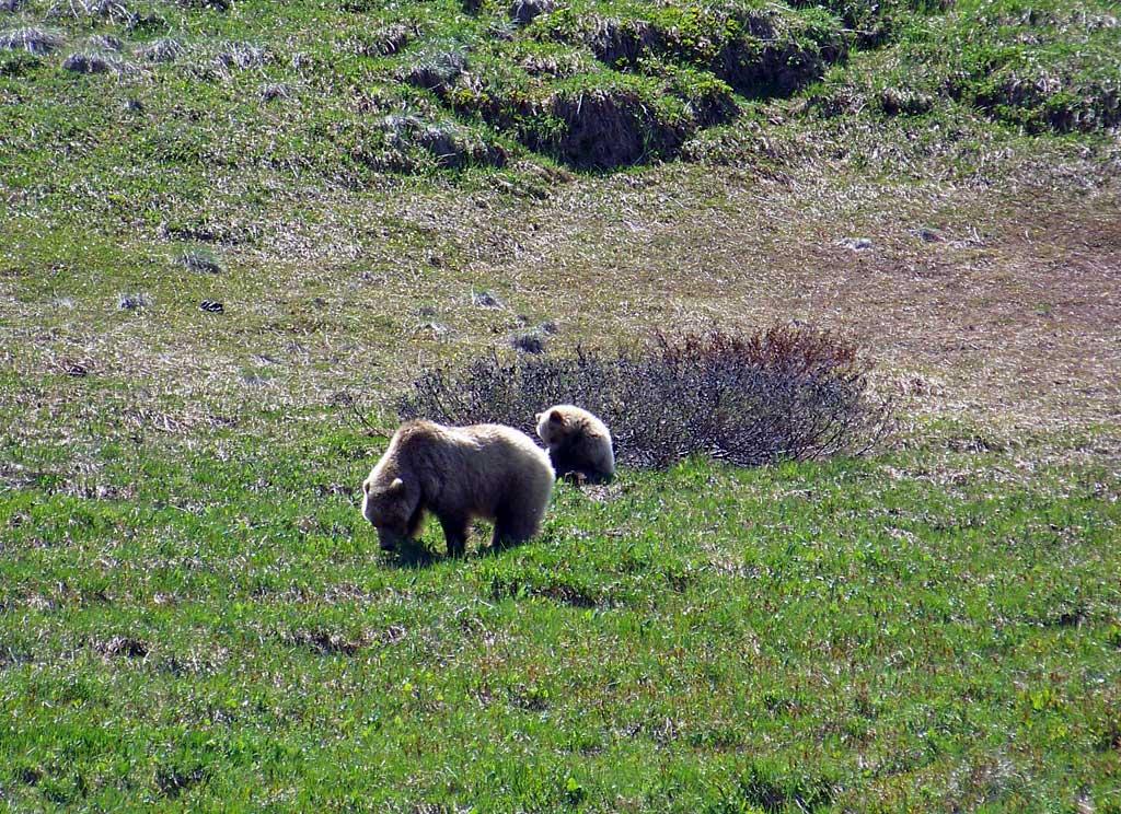 Grizzly, Denali National Park 5