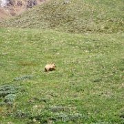 Grizzly, Denali National Park 2.jpg
