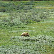 Grizzly, Denali National Park 3.jpg