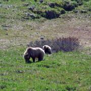 Grizzly, Denali National Park 5.jpg