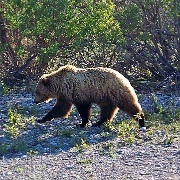 Grizzly, Denali National Park.jpg