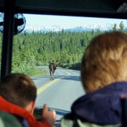 Moose, Denali National Park.jpg