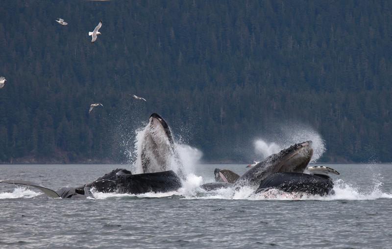 humpback whales bubble net feeding 7355237