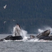 humpback whales bubble net feeding 7355237.jpg