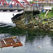 Platform floating down the river 7d.jpg