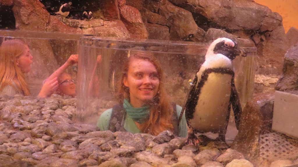 African Penguins, Georgia Aquarium 0127