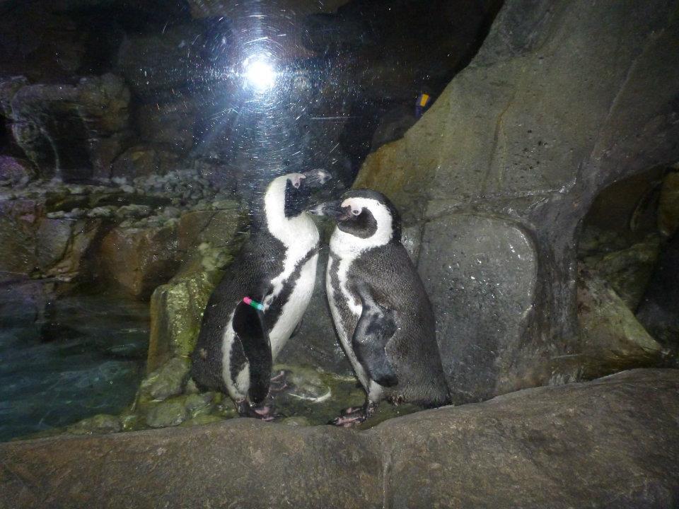 African penguins, Georgia Aquarium 21