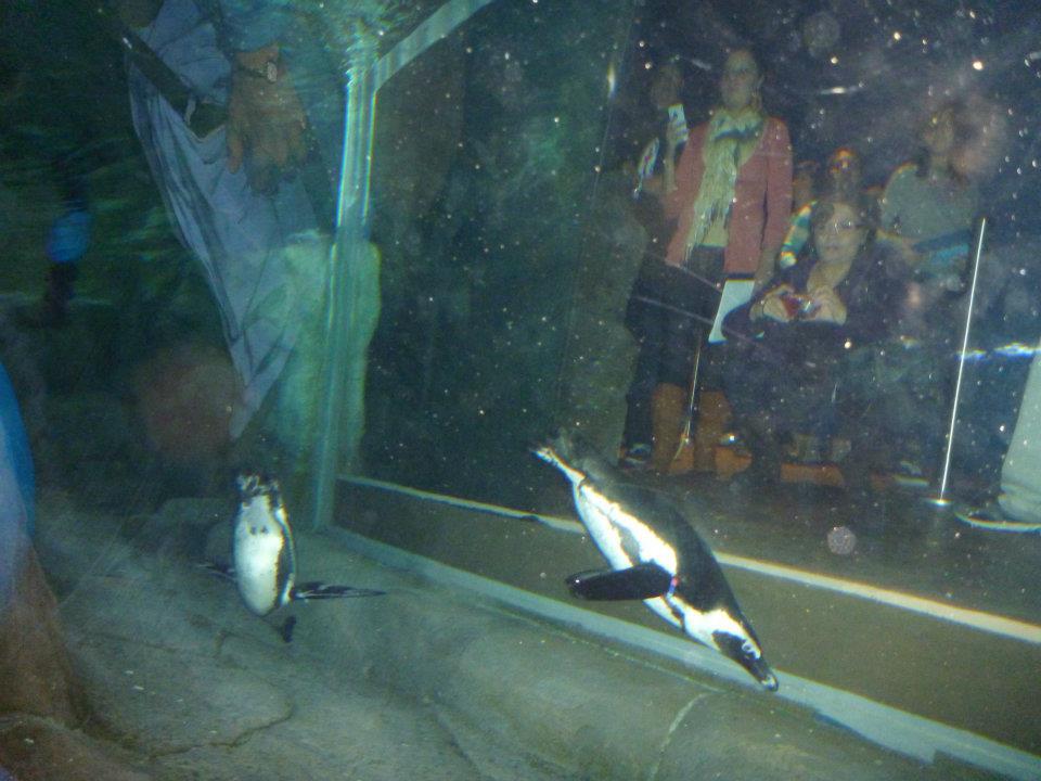 African penguins, Georgia Aquarium 22