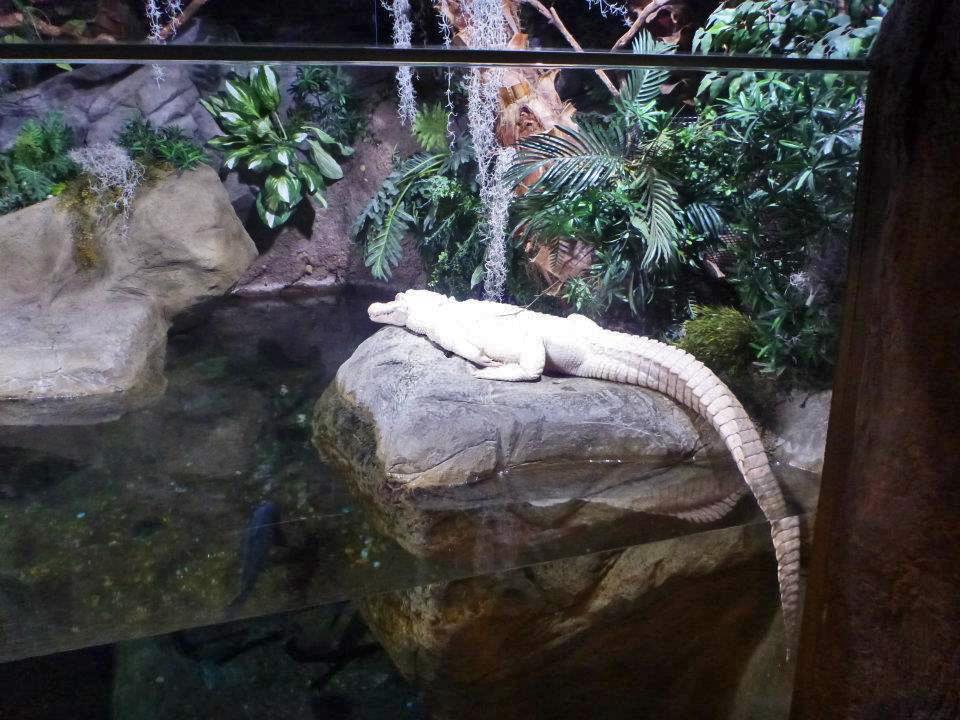 Albino crocodile, Georgia Aquarium 36