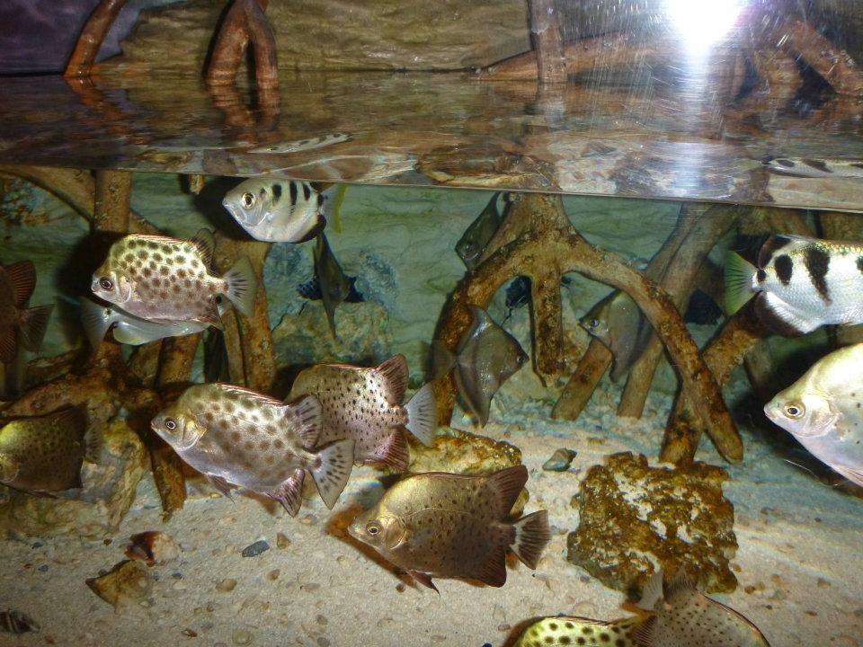 Archer fish, Georgia Aquarium 34