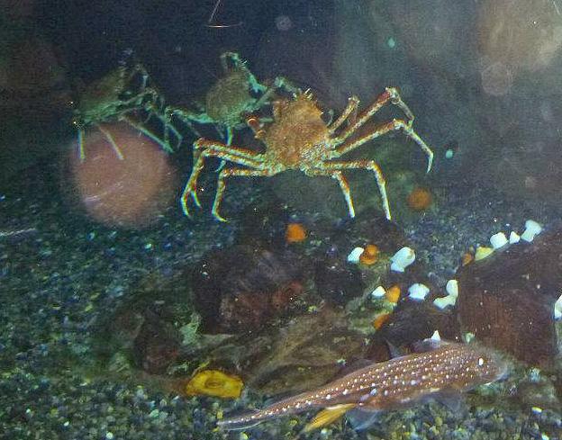 Japanese spider crab, Georgia Aquarium 32