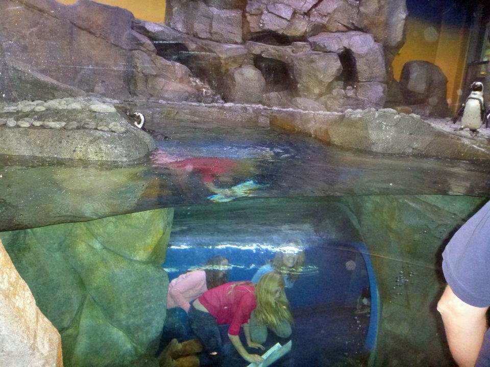 Kids crawling through exhibits, Georgia Aquarium 19