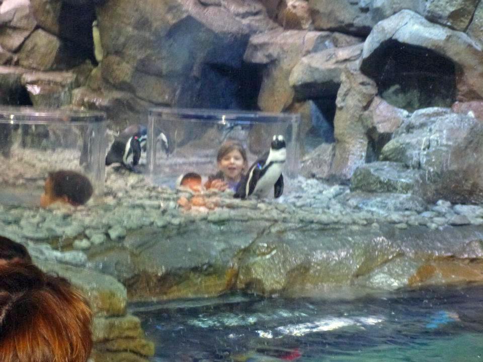 Kids popping up in the African Penguin enclosure, Atlanta 26
