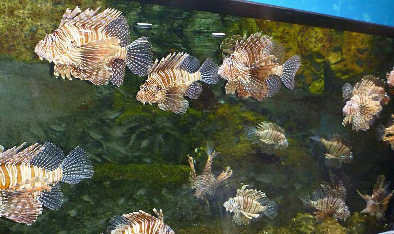 Lionfish, Georgia Aquarium 35