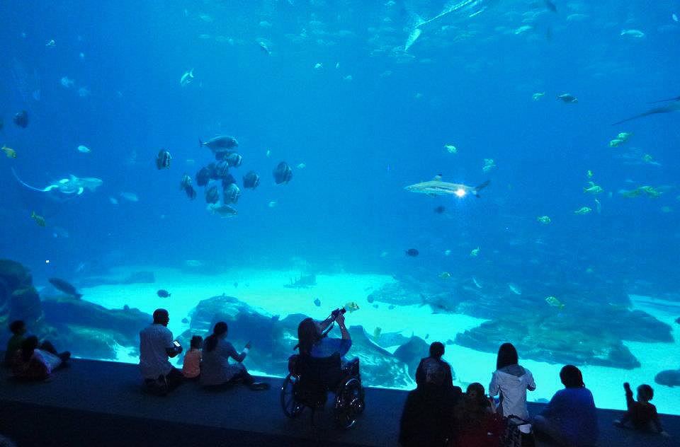 Open ocean tank, Georgia Aquarium 14