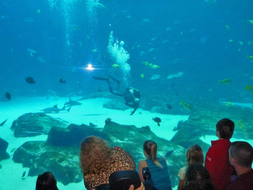 Open ocean tank, Georgia Aquarium 16
