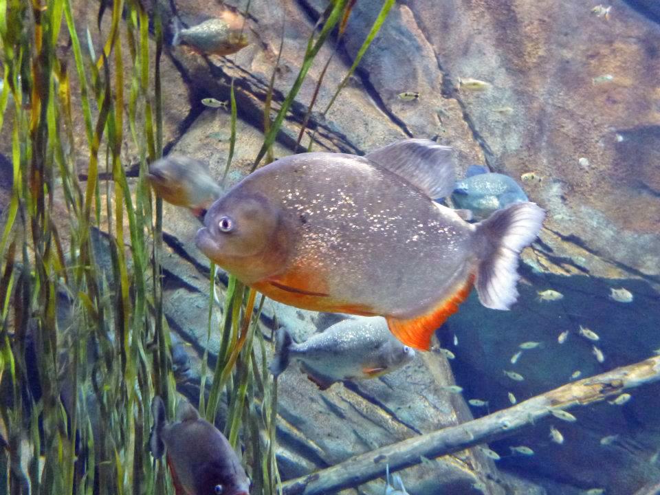 Piranha, Georgia Aquarium 33