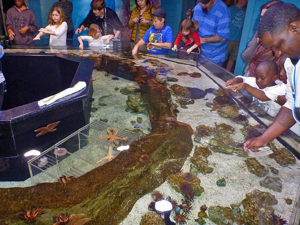 Touching Pool, Georgia Aquarium 37