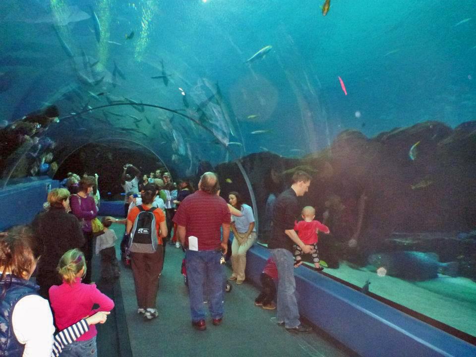 Under the open ocean tank, Georgia Aquarium 17
