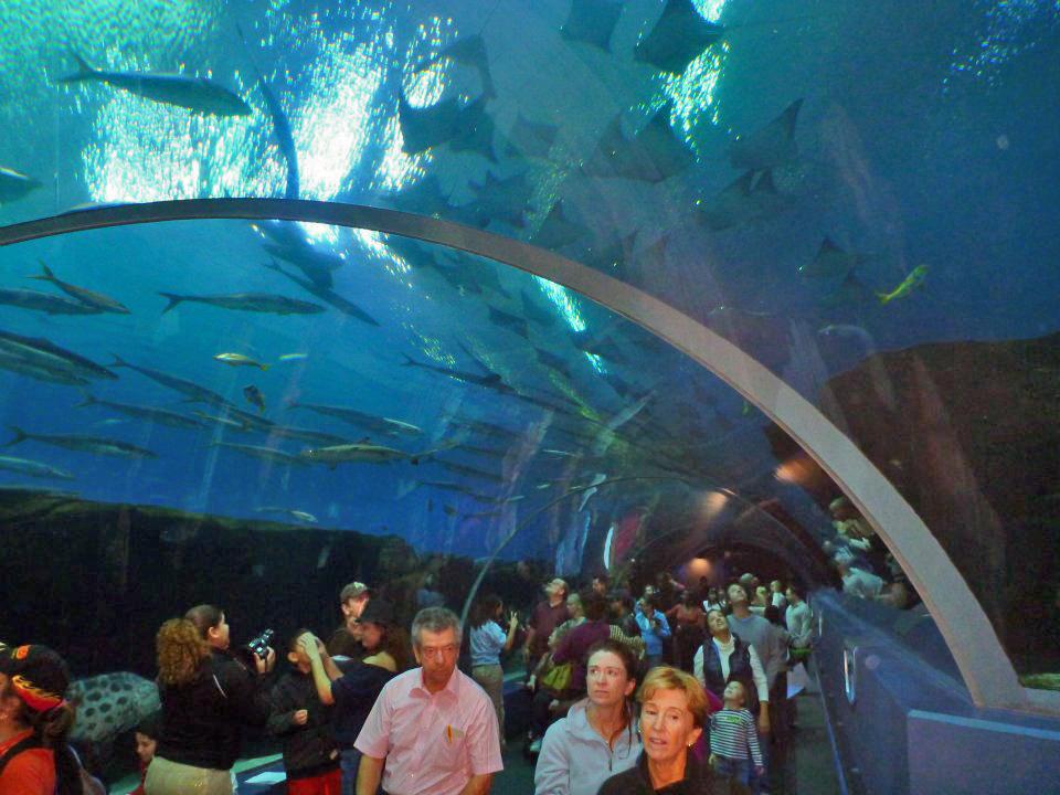 Under the open ocean tank, Georgia Aquarium 18