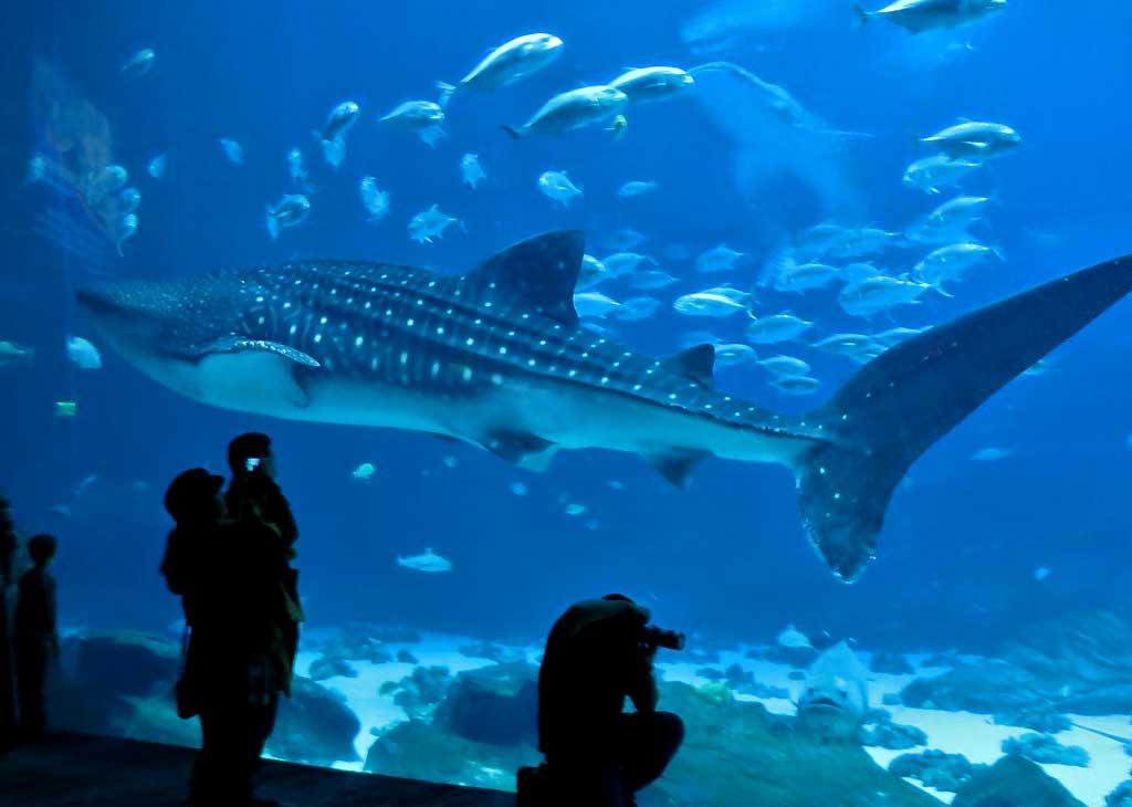 Whale Shark, Georgia Aquarium 0132
