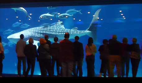 Whale shark, Georgia Aquarium 7