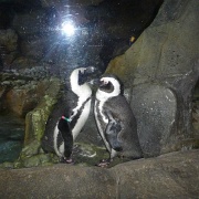 African penguins, Georgia Aquarium 21.jpg