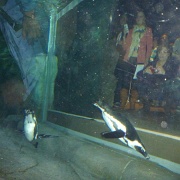 African penguins, Georgia Aquarium 22.jpg