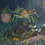 Japanese spider crab, Georgia Aquarium 32.jpg