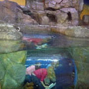 Kids crawling through exhibits, Georgia Aquarium 19.jpg