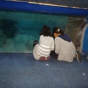 Kids crawling through exhibits, Georgia Aquarium 20.jpg