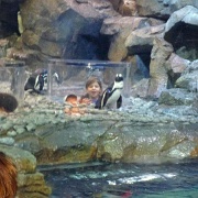 Kids popping up in the African Penguin enclosure, Atlanta 26.jpg