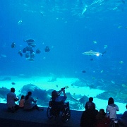 Open ocean tank, Georgia Aquarium 14.jpg