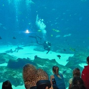 Open ocean tank, Georgia Aquarium 16.jpg