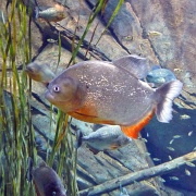 Piranha, Georgia Aquarium 33.jpg