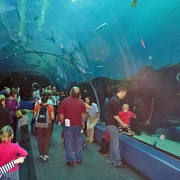 Under the open ocean tank, Georgia Aquarium 17.jpg