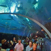 Under the open ocean tank, Georgia Aquarium 18.jpg