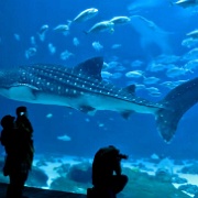 Whale Shark, Georgia Aquarium 0132.JPG