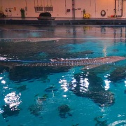 Whale Shark, Georgia Aquarium 7674.JPG