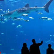 Whale Shark, Georgia Aquarium 7770.JPG